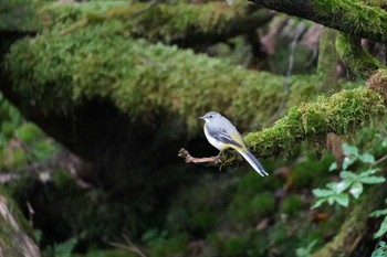 Grey Wagtail 上高地 Wed, 8/30/2023