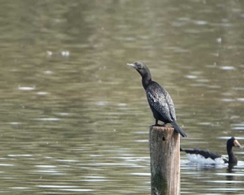 Little Black Cormorant ケアンズ Thu, 8/10/2023