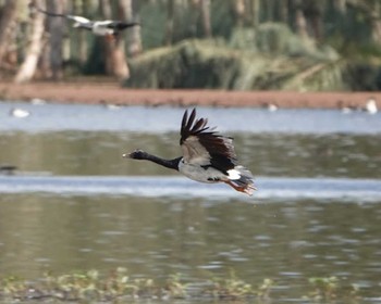 Magpie Goose ケアンズ Thu, 8/10/2023