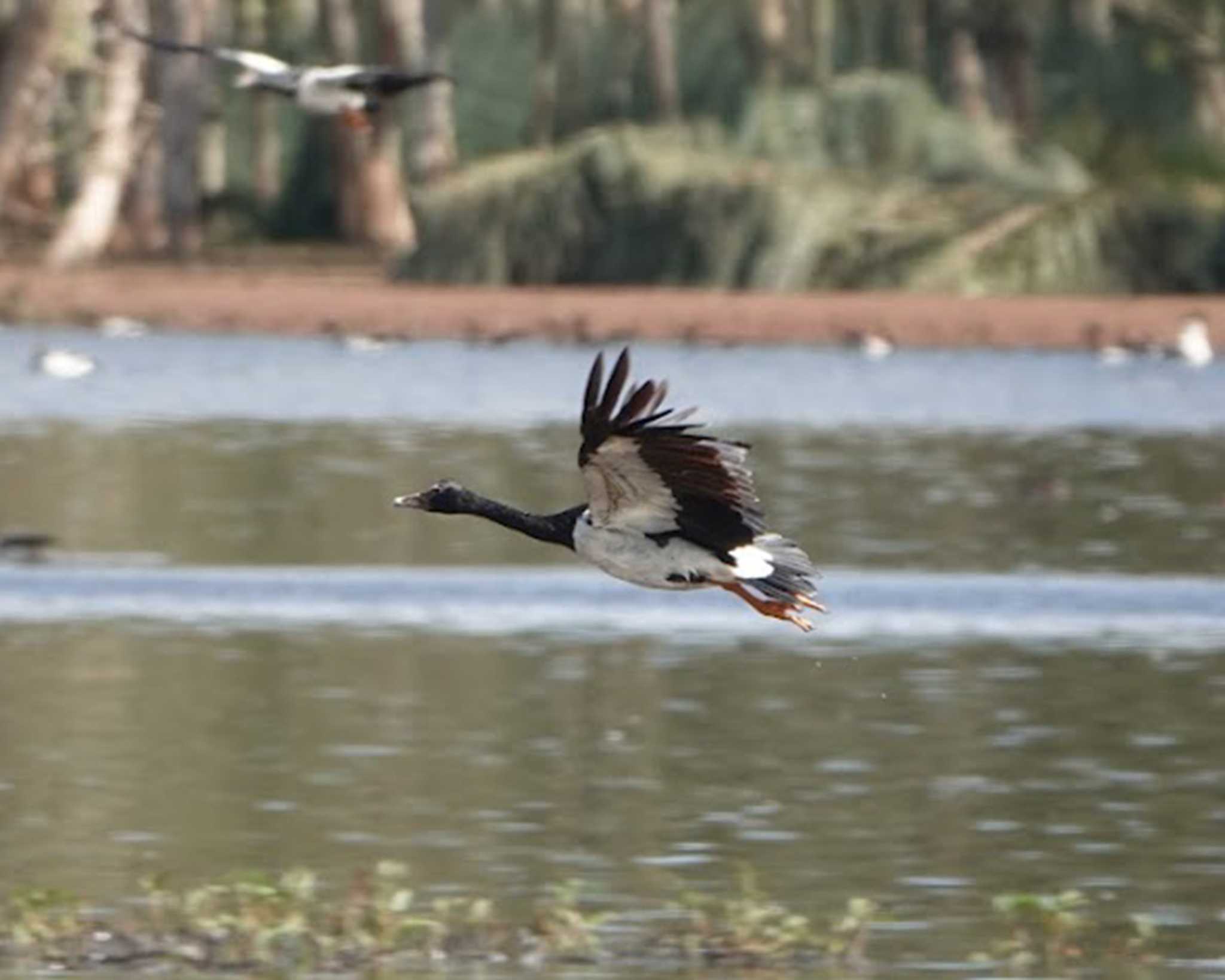 Photo of Magpie Goose at ケアンズ by 益子オオマシコ