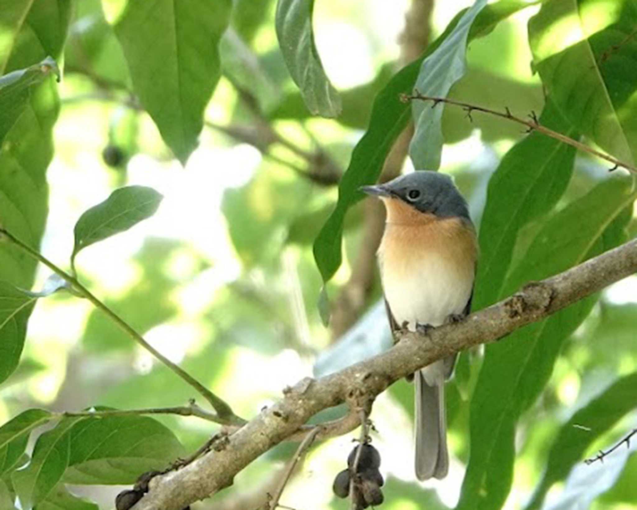 Photo of Satin Flycatcher at ケアンズ by 益子オオマシコ