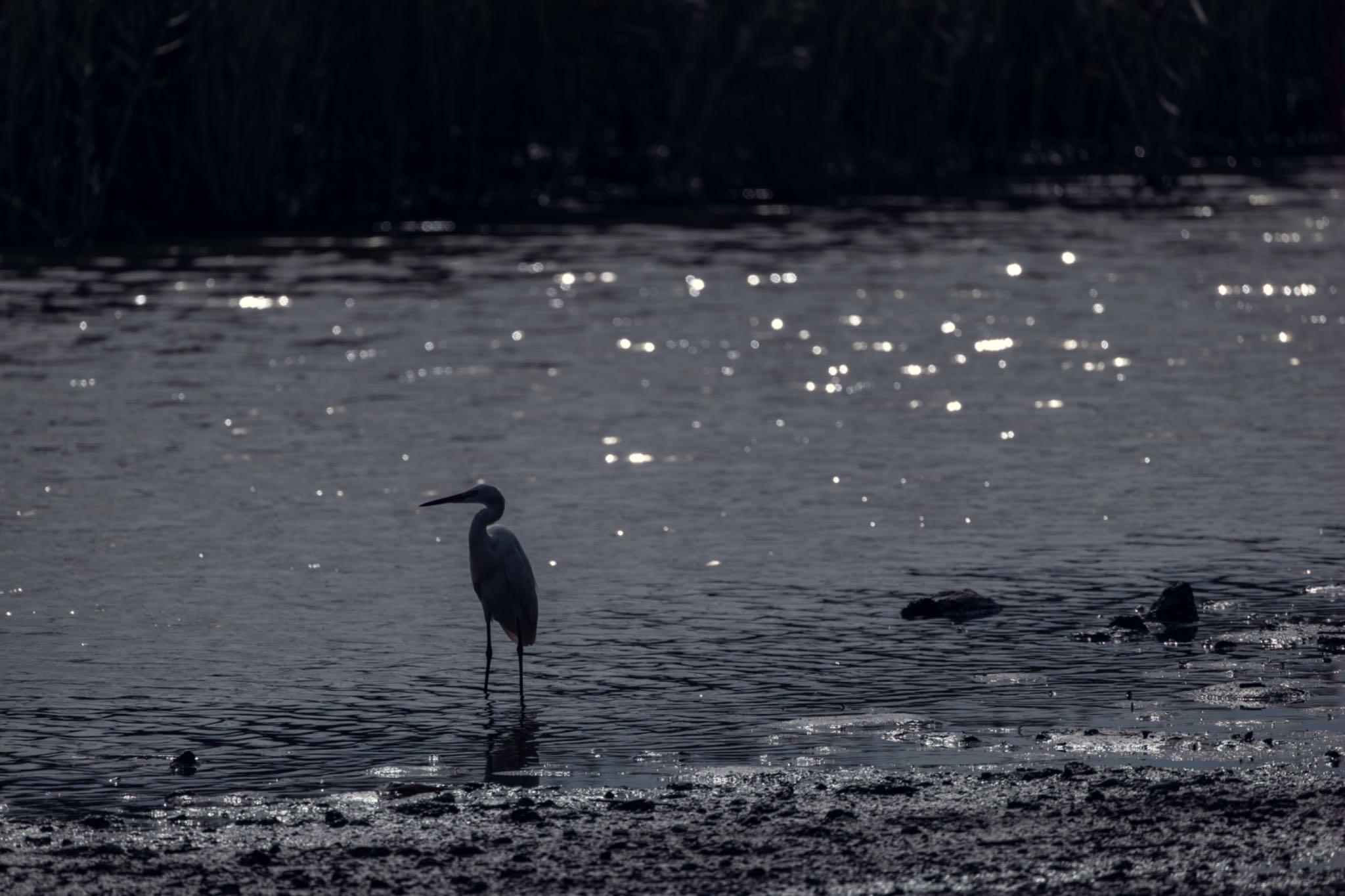 葛西臨海公園 コサギの写真