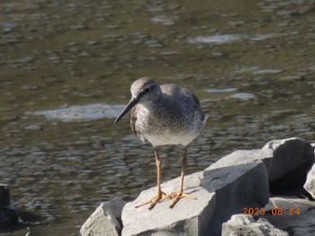 キアシシギ 葛西臨海公園 2023年8月24日(木)