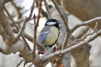 Great Tit Madrid,Spain Tue, 2/27/2018