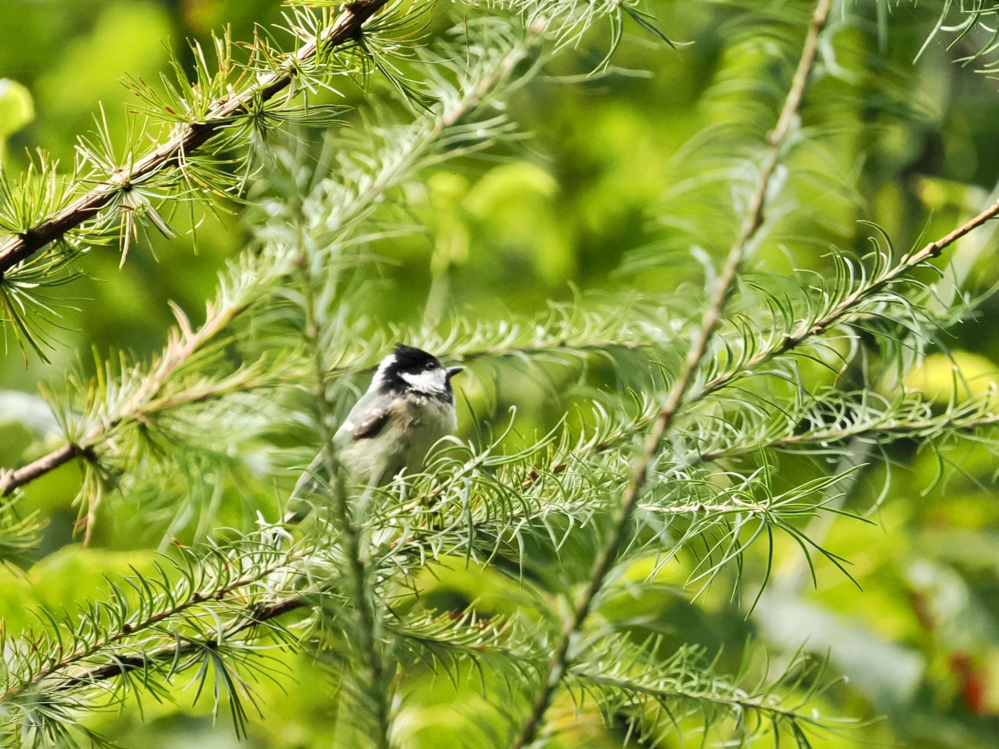 Coal Tit