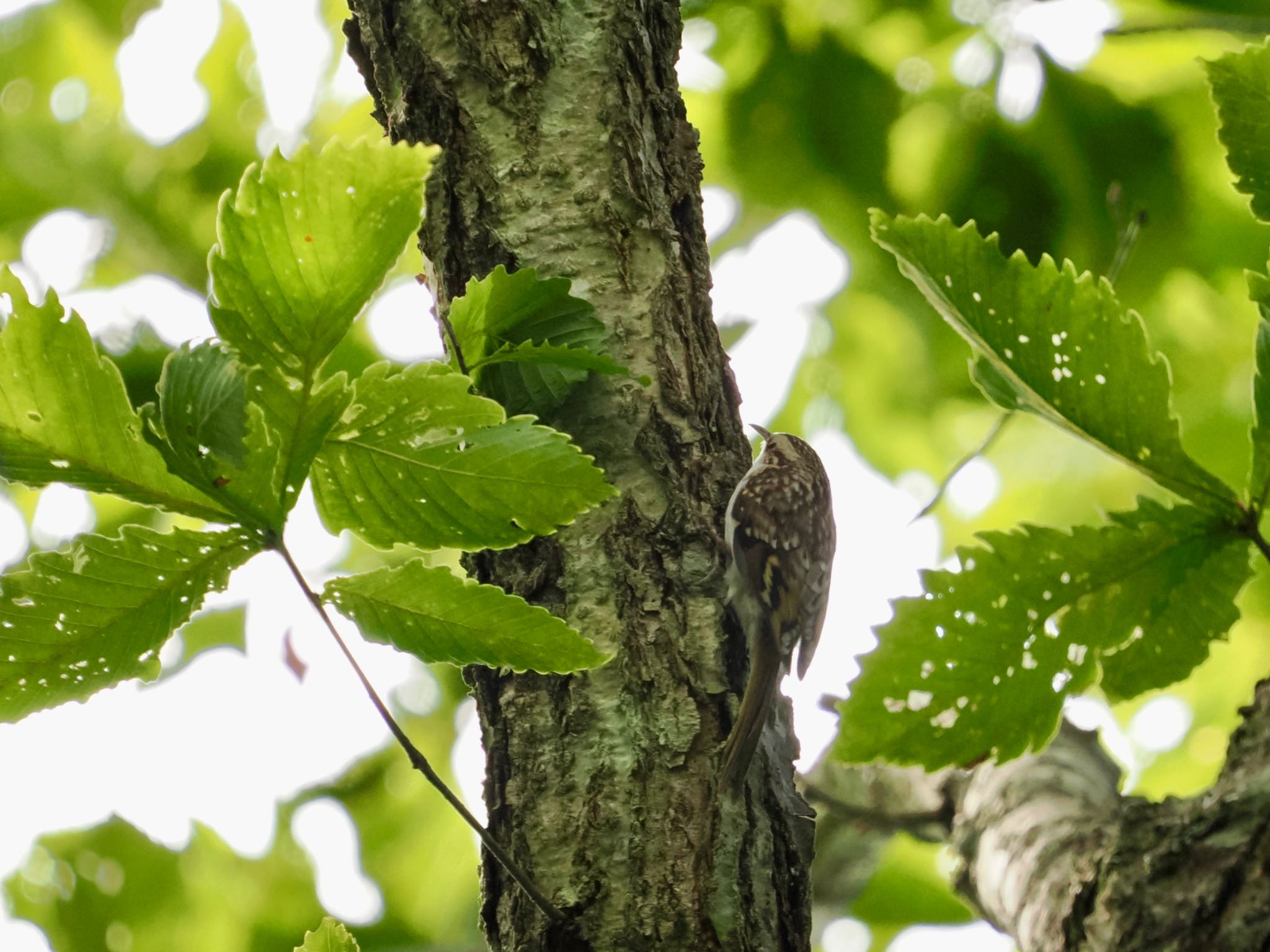 Eurasian Treecreeper