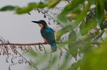 2023年9月8日(金) 大阪城公園の野鳥観察記録