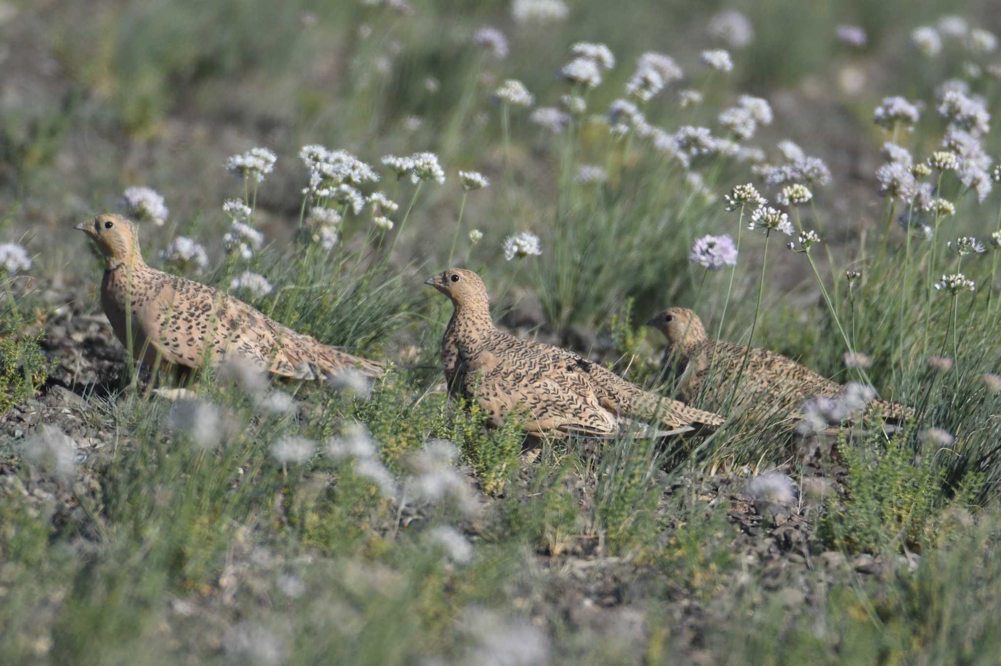 Pallas's Sandgrouse