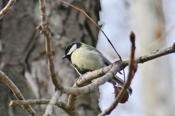 Great Tit Madrid,Spain Tue, 2/27/2018