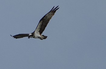 2023年9月8日(金) 大和川河口の野鳥観察記録