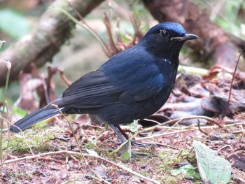 White-tailed Robin Doi Angkhang View Point Tue, 1/17/2017