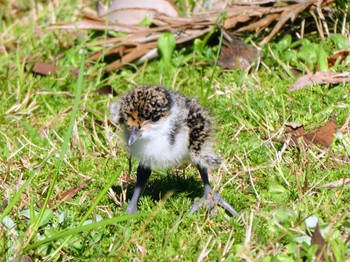 ズグロトサカゲリ Bobbin Head, Ki-ring-gai Chase National Park, NSW, Australia 2023年9月3日(日)