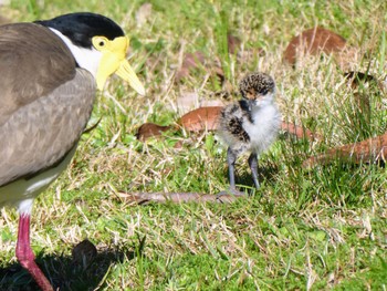 Masked Lapwing Bobbin Head, Ki-ring-gai Chase National Park, NSW, Australia Sun, 9/3/2023