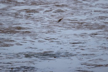 Red-rumped Swallow いしかり調整池(石狩調整池) Fri, 9/8/2023