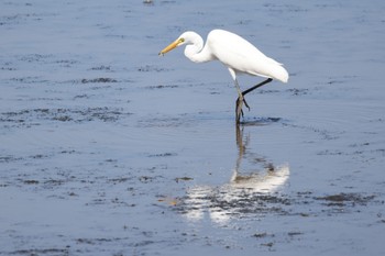 2023年9月8日(金) いしかり調整池(石狩調整池)の野鳥観察記録