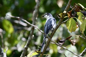 Ashy Minivet 油山市民の森 Thu, 9/7/2023