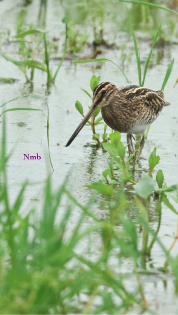 Common Snipe Unknown Spots Unknown Date