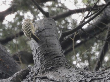 Fri, 9/8/2023 Birding report at Hibiya Park