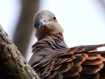 Oriental Turtle Dove マイフィールドa Sun, 9/3/2023