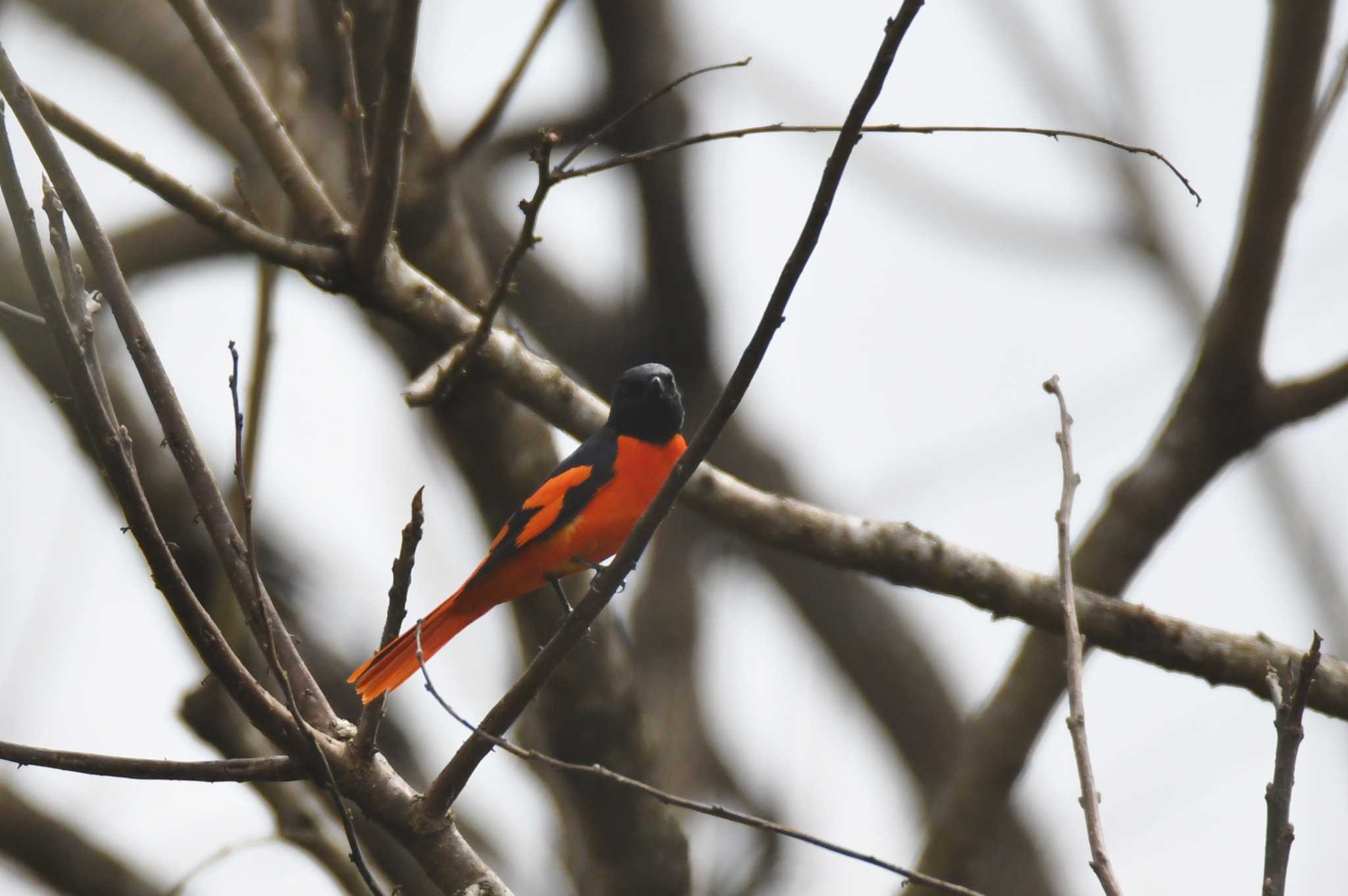 Scarlet Minivet