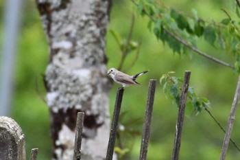 オジロビタキ Doi Angkhang 2023年2月20日(月)