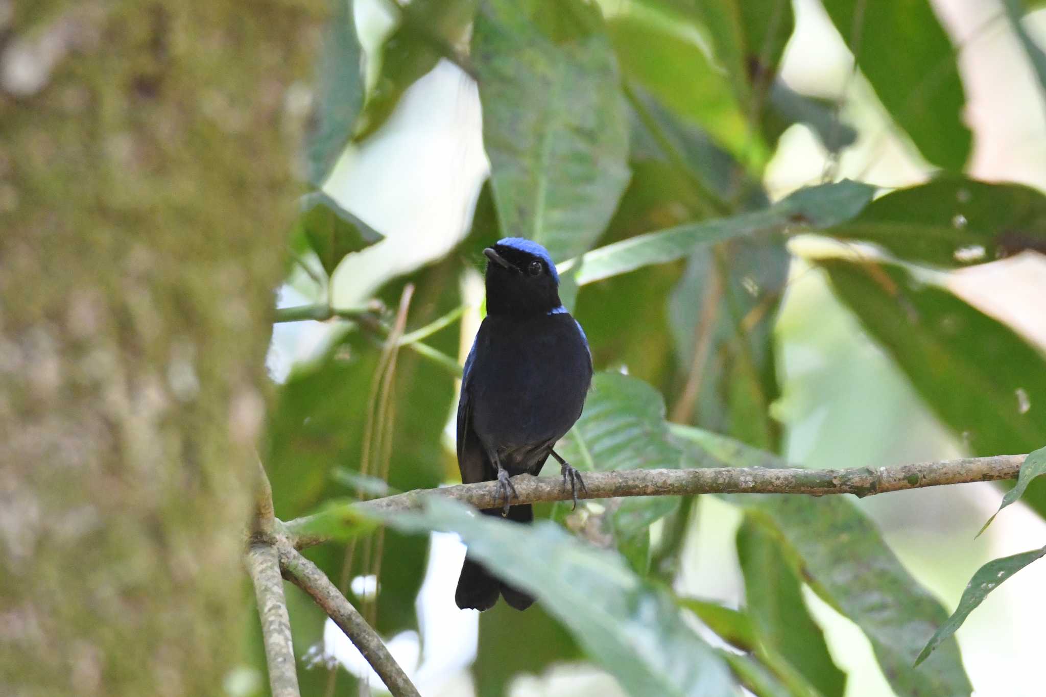 Photo of Large Niltava at Doi Angkhang by あひる