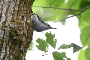 Eurasian Nuthatch(asiatica) Kiritappu Wetland Wed, 7/12/2023