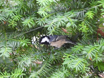 ヒガラ 西岡公園(西岡水源地) 2023年9月3日(日)