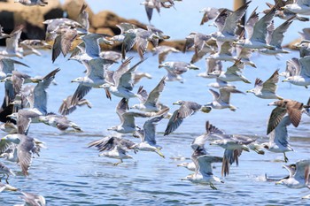 ウミネコ 魚住海岸 2023年8月25日(金)