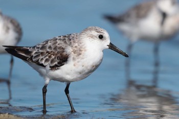 ミユビシギ ふなばし三番瀬海浜公園 2023年9月5日(火)