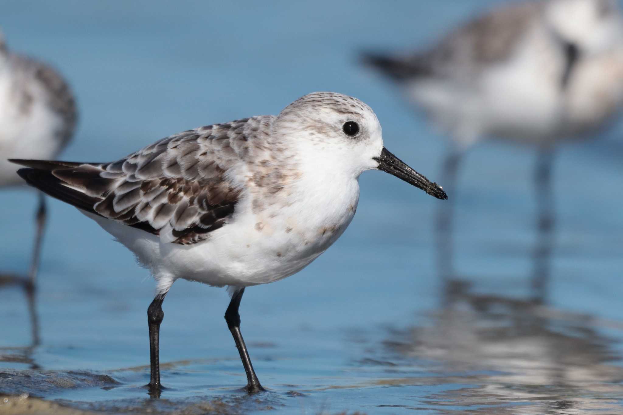 Sanderling