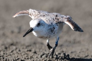 ミユビシギ ふなばし三番瀬海浜公園 2023年9月5日(火)