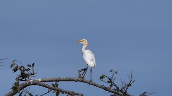 アマサギ 磐田はまぼう公園 2023年9月3日(日)