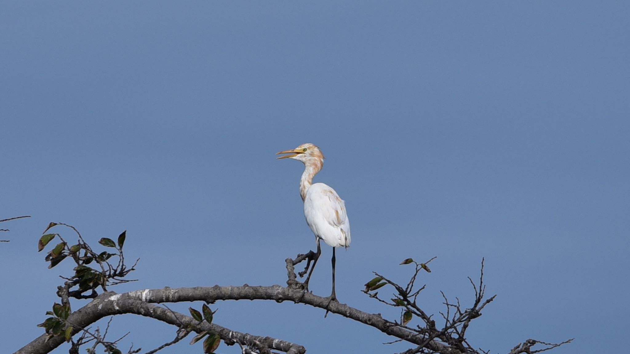 磐田はまぼう公園 アマサギの写真 by Taka Eri