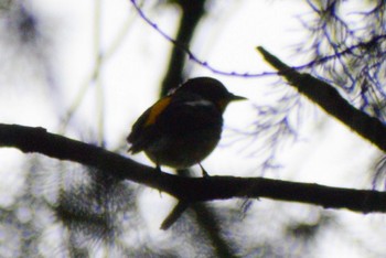 2023年9月9日(土) ＭＦの野鳥観察記録