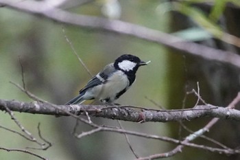 Japanese Tit 上高地 Wed, 8/30/2023