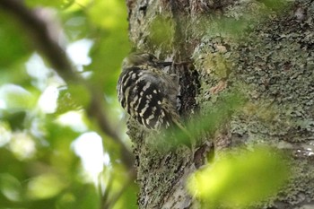 Japanese Pygmy Woodpecker 上高地 Wed, 8/30/2023