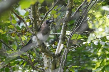 Eurasian Jay 上高地 Thu, 8/31/2023