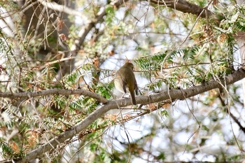 European Robin Madrid,Spain Tue, 2/27/2018