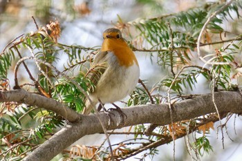 European Robin Madrid,Spain Tue, 2/27/2018