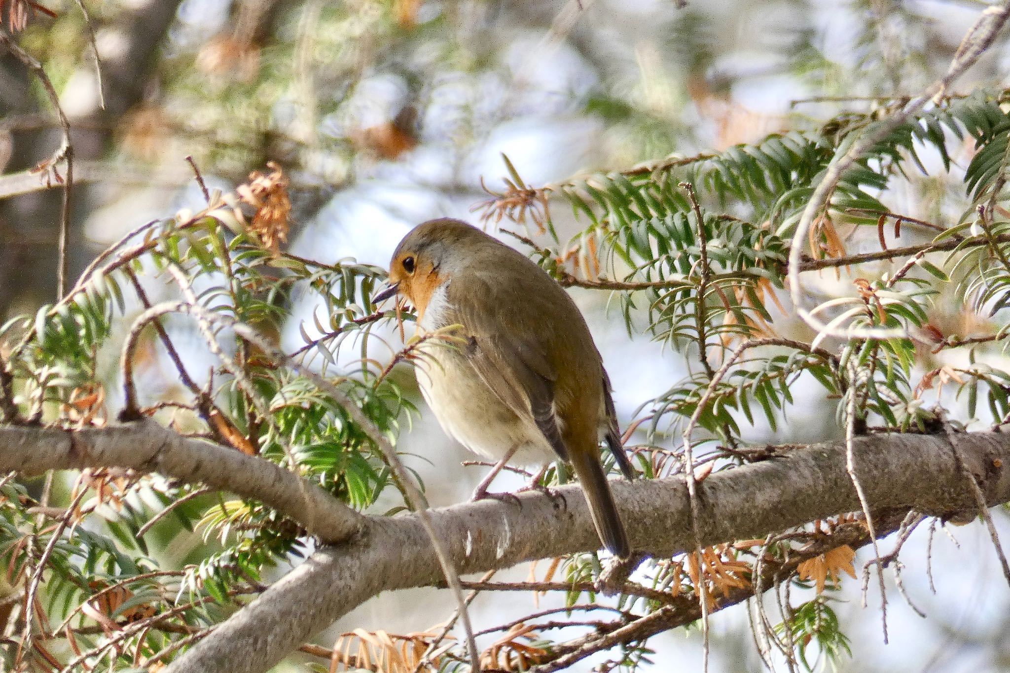 Photo of European Robin at Madrid,Spain by のどか