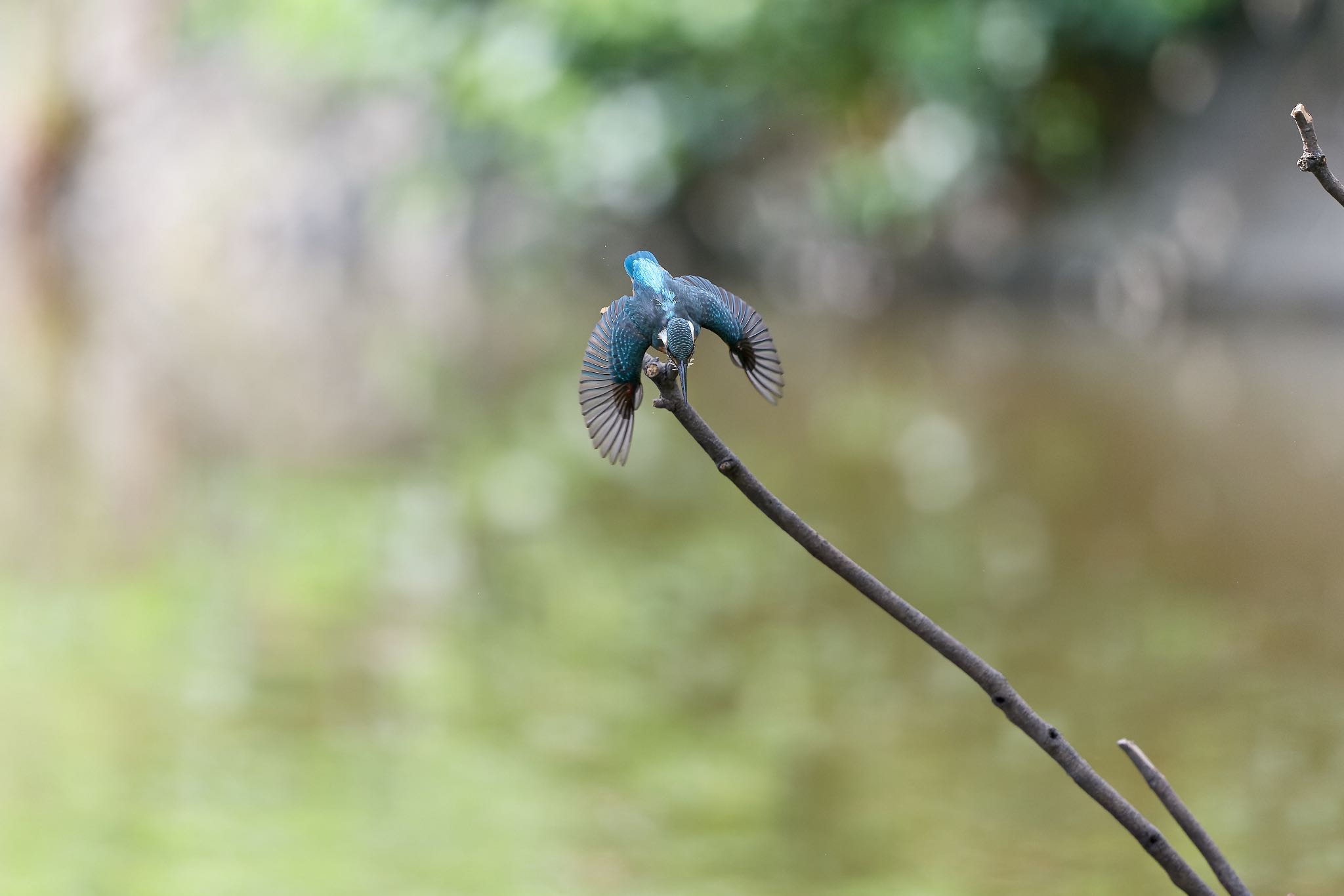 カワセミ