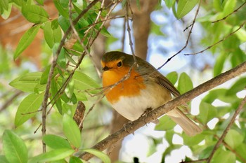 2018年2月27日(火) Madrid,Spainの野鳥観察記録