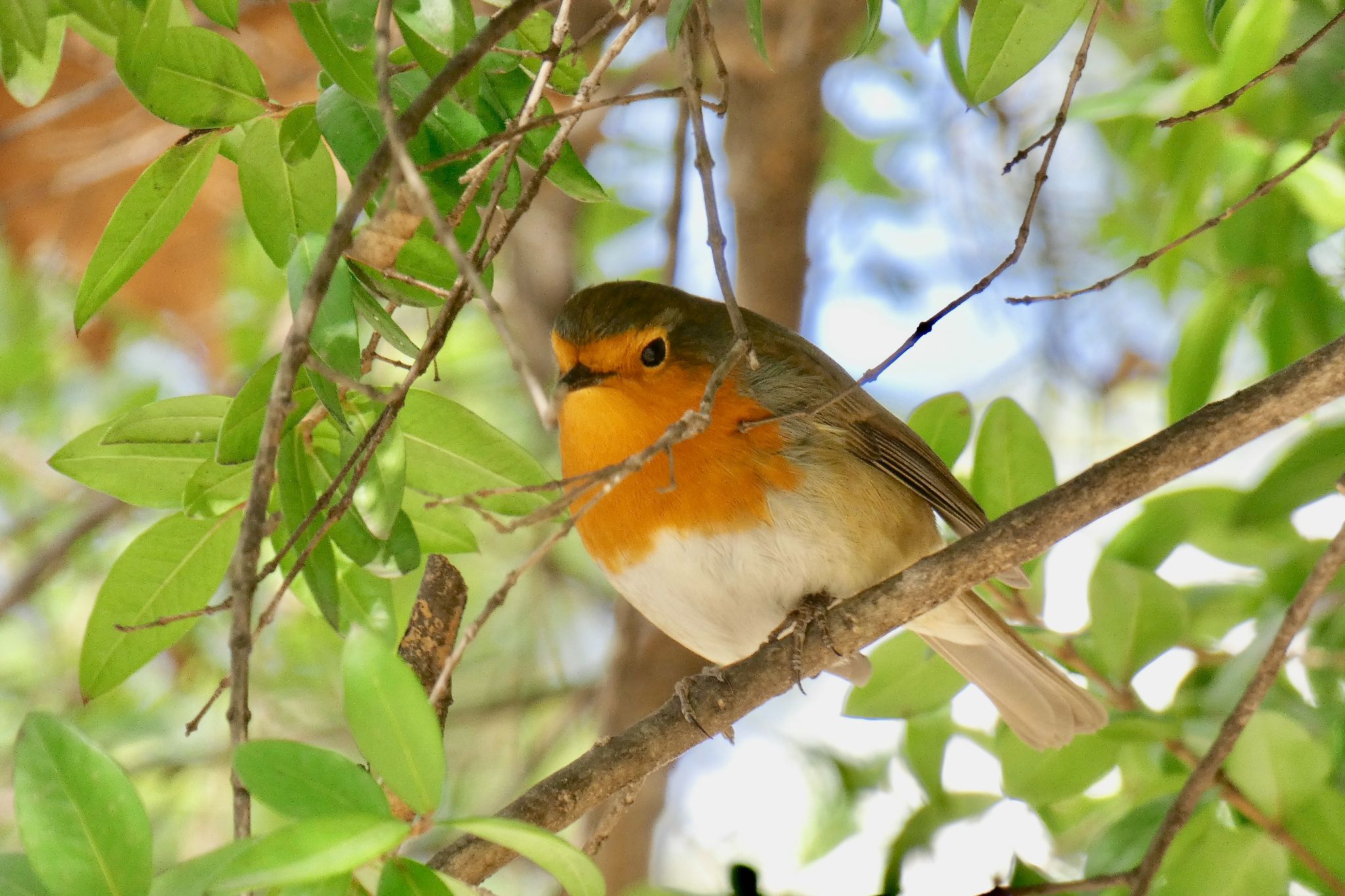 Photo of European Robin at Madrid,Spain by のどか