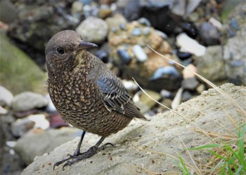 イソヒヨドリ 東京港野鳥公園 2023年9月9日(土)