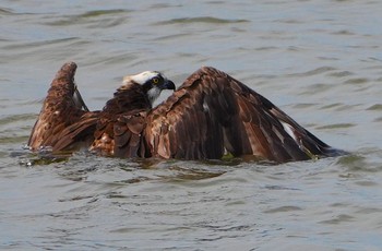 2023年9月9日(土) 大和川河口の野鳥観察記録