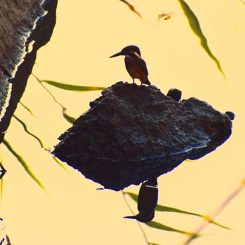 Common Kingfisher Kasai Rinkai Park Sun, 7/30/2023