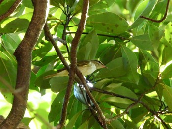 2023年9月5日(火) マイフィールドaの野鳥観察記録