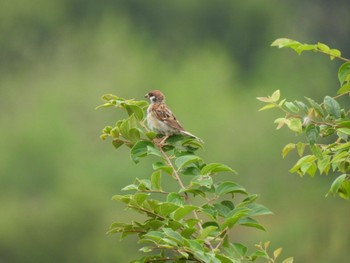 Sat, 9/9/2023 Birding report at Watarase Yusuichi (Wetland)