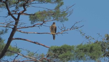 2023年9月9日(土) 岐阜の山の野鳥観察記録